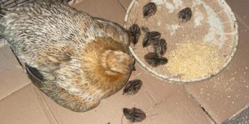 I cacciatori salvano dalla distruzione un nido di starna