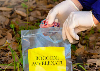 Bocconi avvelenati: l’Emilia Romagna addestra cani anti-esca per formare unità specializzate