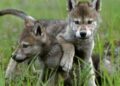 Cuccioli di lupo deceduti, il Parco Nazionale d’Abruzzo si assume la responsabilità