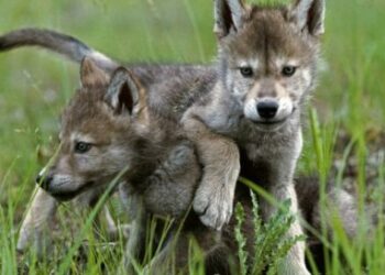 Cuccioli di lupo deceduti, il Parco Nazionale d’Abruzzo si assume la responsabilità