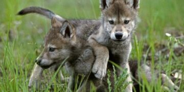 Cuccioli di lupo deceduti, il Parco Nazionale d’Abruzzo si assume la responsabilità