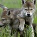 Cuccioli di lupo deceduti, il Parco Nazionale d’Abruzzo si assume la responsabilità