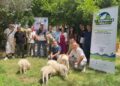 Lupi, in Calabria arrivano i cuccioli di cane pastore per tentare la convivenza
