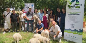 Lupi, in Calabria arrivano i cuccioli di cane pastore per tentare la convivenza