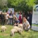 Lupi, in Calabria arrivano i cuccioli di cane pastore per tentare la convivenza