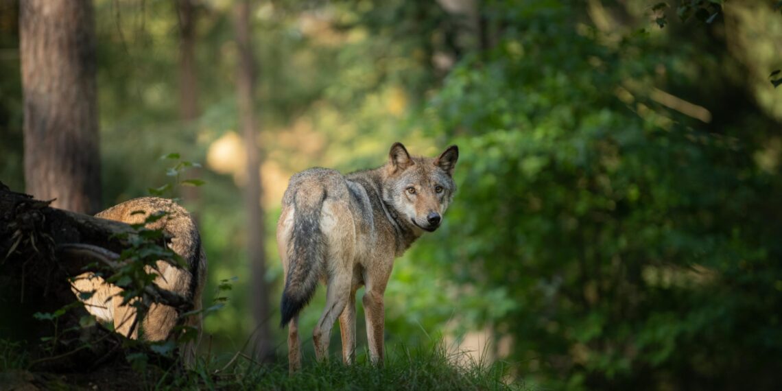Cane predato a Camaiore, interviene la “Task force lupo”