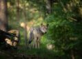 Cane predato a Camaiore, interviene la “Task force lupo”