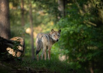 Cane predato a Camaiore, interviene la “Task force lupo”