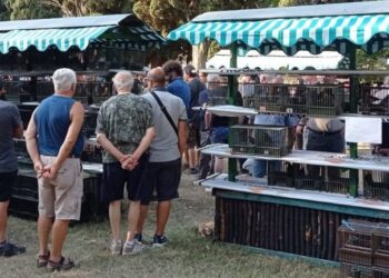La Sagra degli Uccelli di Almenno San Salvatore si conferma un appuntamento seguitissimo