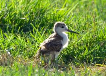 I laghi da caccia, gioielli di biodiversità per tutto l’anno