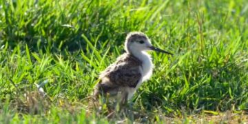 I laghi da caccia, gioielli di biodiversità per tutto l’anno