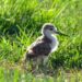 I laghi da caccia, gioielli di biodiversità per tutto l’anno