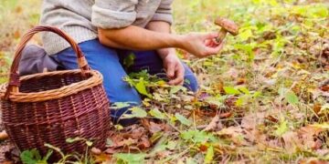 Allarme nei boschi: il caldo e la siccità stanno bloccando la stagione dei funghi