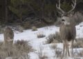 Negli USA i puma hanno ridotto del 76% gli incidenti tra auto e cervi