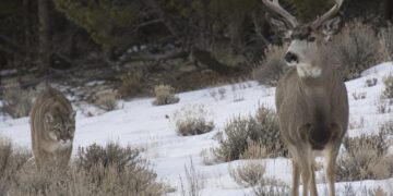 Negli USA i puma hanno ridotto del 76% gli incidenti tra auto e cervi
