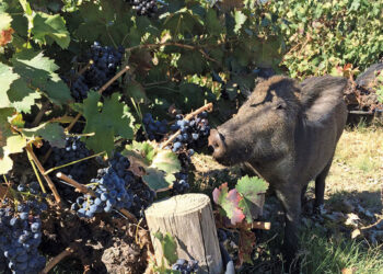 Inizio anticipato per la vendemmia nei Colli Euganei: cinghiali e daini fanno paura