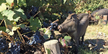 Inizio anticipato per la vendemmia nei Colli Euganei: cinghiali e daini fanno paura