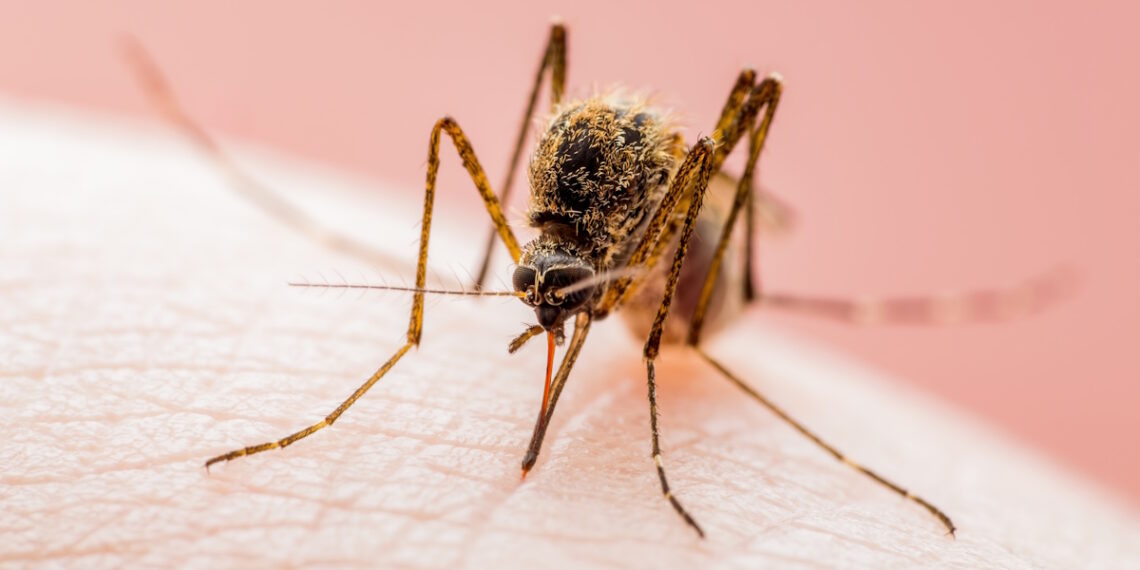 In Umbria il virus West Nile è stato intercettato precocemente grazie ai cacciatori