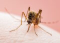 In Umbria il virus West Nile è stato intercettato precocemente grazie ai cacciatori