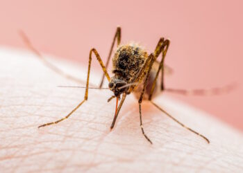 In Umbria il virus West Nile è stato intercettato precocemente grazie ai cacciatori