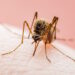 In Umbria il virus West Nile è stato intercettato precocemente grazie ai cacciatori
