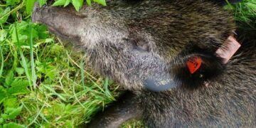 In Lettonia la peste suina si combatte dotando i cinghiali di GPS