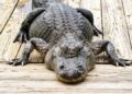 Caccia a stelle e strisce: dopo 60 anni in Louisiana si potranno catturare gli alligatori