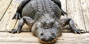 Caccia a stelle e strisce: dopo 60 anni in Louisiana si potranno catturare gli alligatori