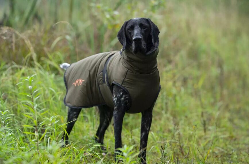Gilet per cani da caccia: tre modelli a confronto per attività sicure e protette