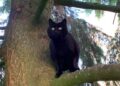 Allarme in Alto Adige per un presunto cucciolo di orso, ma si trattava di un gatto