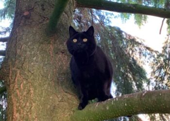 Allarme in Alto Adige per un presunto cucciolo di orso, ma si trattava di un gatto