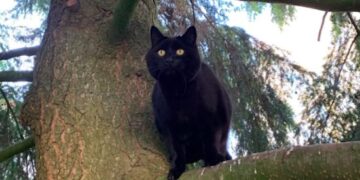 Allarme in Alto Adige per un presunto cucciolo di orso, ma si trattava di un gatto