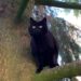 Alerte au Tyrol du Sud pour un ourson présumé, mais il s'agissait en fait d'un chat
