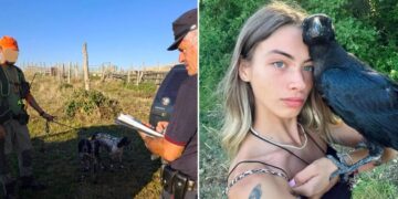 Corvo imperiale abbattuto nel Maceratese, FIDC: “Non si criminalizzi intera categoria”