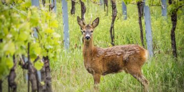 A Pomarance (Pisa) produzione d’uva danneggiata da tassi, caprioli e volpi