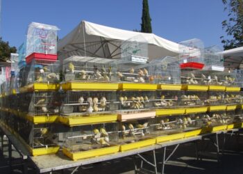 A Terranuova Bracciolini (Arezzo) la 412ª Fiera Nazionale degli Uccelli
