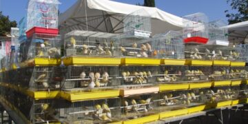 A Terranuova Bracciolini (Arezzo) la 412ª Fiera Nazionale degli Uccelli