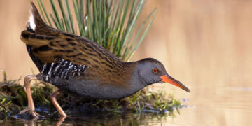 Caccia in Lombardia: il 5 novembre si decide su anatidi, porciglioni e gallinelle