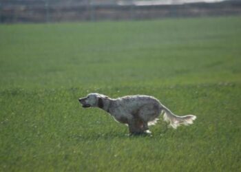 Il benessere del cane da caccia: un valore imprescindibile
