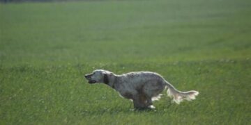 Il benessere del cane da caccia: un valore imprescindibile