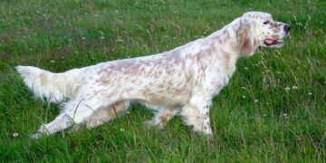 Cani da caccia morti nel bagagliaio di un’auto, FIDC: “Ferma condanna per quanto accaduto”