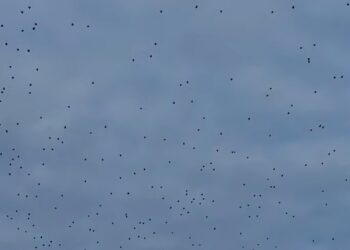 Il cielo sopra il Bosco della Mesola (Ferrara) si riempie di colombacci – VIDEO
