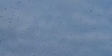 Il cielo sopra il Bosco della Mesola (Ferrara) si riempie di colombacci – VIDEO