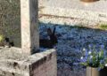 Troppi conigli al cimitero, il Comune di Trento si affida ai cacciatori