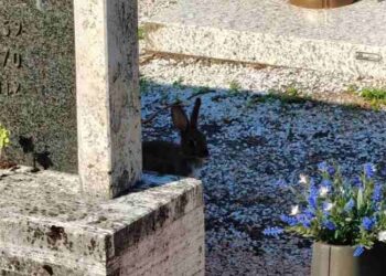 Troppi conigli al cimitero, il Comune di Trento si affida ai cacciatori