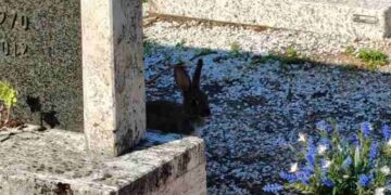 Troppi conigli al cimitero, il Comune di Trento si affida ai cacciatori