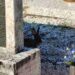 Troppi conigli al cimitero, il Comune di Trento si affida ai cacciatori