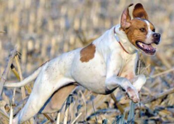 Il miglior cane da caccia in assoluto? Per FACE è il pointer inglese