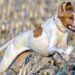 Il miglior cane da caccia in assoluto? Per FACE è il pointer inglese